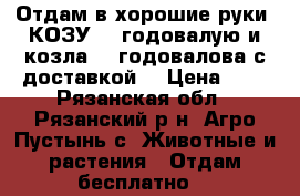 Отдам в хорошие руки  КОЗУ -2 годовалую и козла -3 годовалова с доставкой. › Цена ­ 0 - Рязанская обл., Рязанский р-н, Агро-Пустынь с. Животные и растения » Отдам бесплатно   